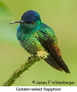 Golden-tailed Sapphire - © James F Wittenberger and Exotic Birding LLC