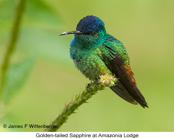 Golden-tailed Sapphire - © James F Wittenberger and Exotic Birding LLC