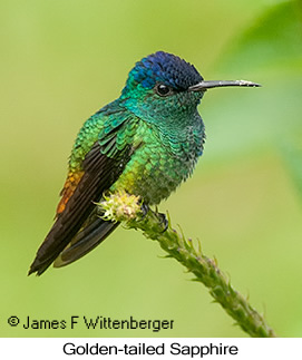 Golden-tailed Sapphire - © James F Wittenberger and Exotic Birding LLC Golden-tailed Sapphire - © James F Wittenberger and Exotic Birding LLC