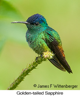 Golden-tailed Sapphire - © James F Wittenberger and Exotic Birding LLC