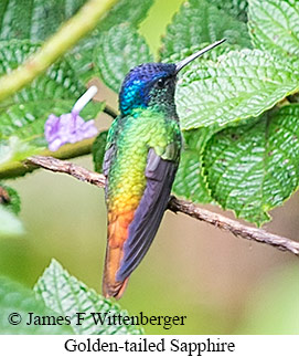 Golden-tailed Sapphire - &copy; James F Wittenberger and Exotic Birding LLC