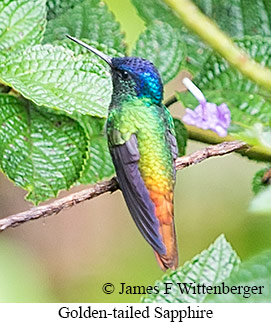 Golden-tailed Sapphire - &copy; James F Wittenberger and Exotic Birding LLC