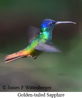 Golden-tailed Sapphire - &copy; James F Wittenberger and Exotic Birding LLC