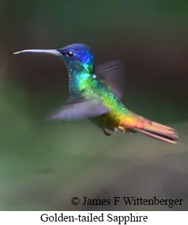 Golden-tailed Sapphire - &copy; James F Wittenberger and Exotic Birding LLC
