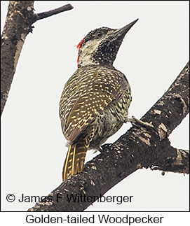 Golden-tailed Woodpecker - © James F Wittenberger and Exotic Birding LLC
