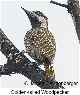 Golden-tailed Woodpecker - © James F Wittenberger and Exotic Birding LLC