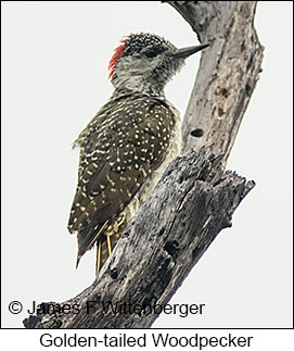 Golden-tailed Woodpecker - © James F Wittenberger and Exotic Birding LLC