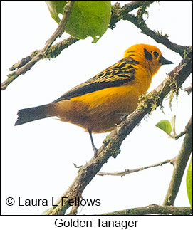 Golden Tanager - © Laura L Fellows and Exotic Birding Tours