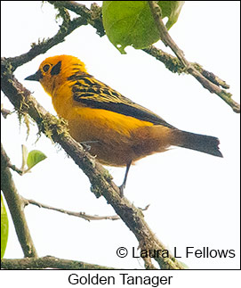 Golden Tanager - © Laura L Fellows and Exotic Birding LLC
