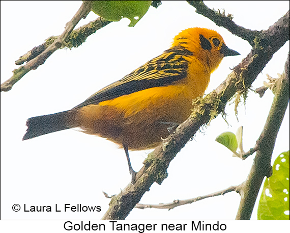 Golden Tanager - © Laura L Fellows and Exotic Birding LLC