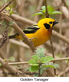 Golden Tanager - © James F Wittenberger and Exotic Birding LLC Golden Tanager - © James F Wittenberger and Exotic Birding LLC