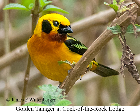 Golden Tanager - © James F Wittenberger and Exotic Birding LLC
