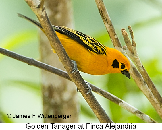 Golden Tanager - © James F Wittenberger and Exotic Birding LLC