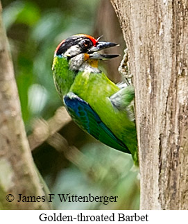 Golden-throated Barbet - © James F Wittenberger and Exotic Birding LLC