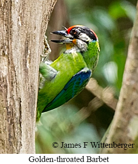 Golden-throated Barbet - © James F Wittenberger and Exotic Birding LLC