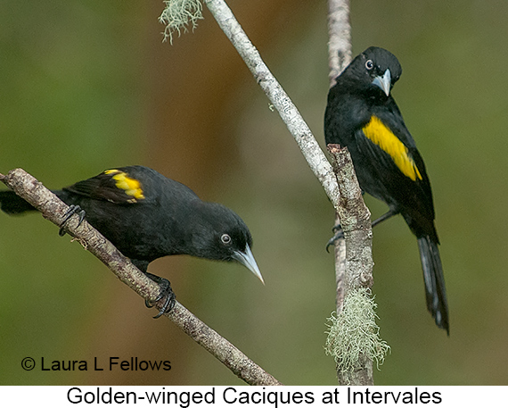 Golden-winged Cacique - © James F Wittenberger and Exotic Birding LLC