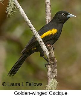 Golden-winged Cacique - © Laura L Fellows and Exotic Birding LLC