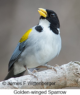 Golden-winged Sparrow - © James F Wittenberger and Exotic Birding LLC Golden-winged Sparrow - © James F Wittenberger and Exotic Birding LLC