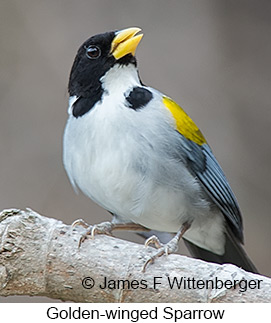 Golden-winged Sparrow - © James F Wittenberger and Exotic Birding LLC