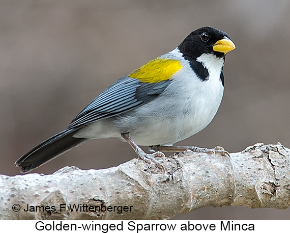 Golden-winged Sparrow - © James F Wittenberger and Exotic Birding LLC