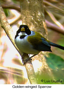 Golden-winged Sparrow - &copy; Luis Eduardo Urue&ntilde;a - Presented by Exotic Birding tours
