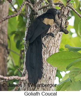 Goliath Coucal - © James F Wittenberger and Exotic Birding LLC