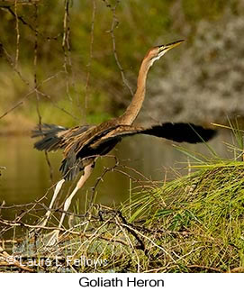 Goliath Heron - © Laura L Fellows and Exotic Birding LLC Goliath Heron - © Laura L Fellows and Exotic Birding LLC
