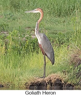 Goliath Heron - © James F Wittenberger and Exotic Birding LLC Goliath Heron - © James F Wittenberger and Exotic Birding LLC