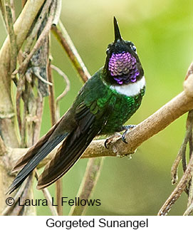 Gorgeted Sunangel - © Laura L Fellows and Exotic Birding LLC