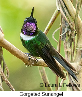 Gorgeted Sunangel - © Laura L Fellows and Exotic Birding LLC