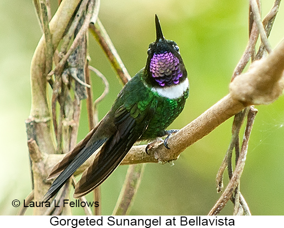 Gorgeted Sunangel - © Laura L Fellows and Exotic Birding LLC Gorgeted Sunangel - © Laura L Fellows and Exotic Birding LLC