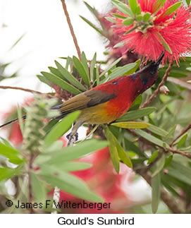 Gould's Sunbird - © James F Wittenberger and Exotic Birding LLC
