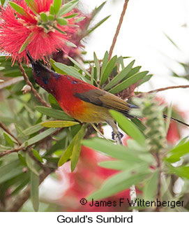 Gould's Sunbird - &copy; James F Wittenberger and Exotic Birding LLC