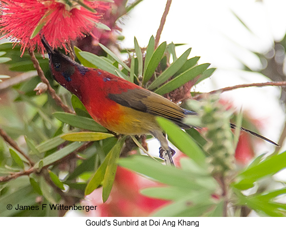 Gould's Sunbird - © James F Wittenberger and Exotic Birding LLC