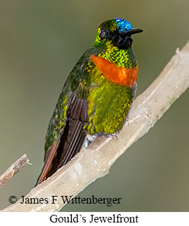 Gould's Jewelfront - © James F Wittenberger and Exotic Birding LLC Gould's Jewelfront - © James F Wittenberger and Exotic Birding LLC