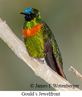 Gould's Jewelfront - © James F Wittenberger and Exotic Birding LLC