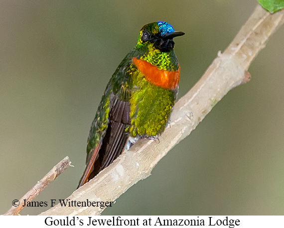 Gould's Jewelfront - © James F Wittenberger and Exotic Birding LLC