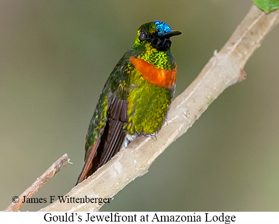 Gould's Jewelfront - © James F Wittenberger and Exotic Birding LLC Gould's Jewelfront - © James F Wittenberger and Exotic Birding LLC