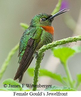 Gould's Jewelfront - © James F Wittenberger and Exotic Birding LLC