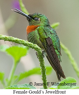 Gould's Jewelfront - © James F Wittenberger and Exotic Birding LLC