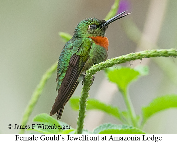 Gould's Jewelfront - © James F Wittenberger and Exotic Birding LLC