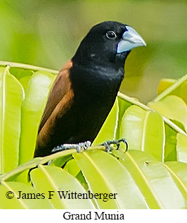 Grand Munia - © James F Wittenberger and Exotic Birding LLC