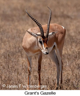 Grant's Gazelle - © James F Wittenberger and Exotic Birding LLC