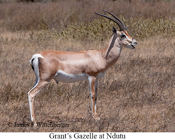 Grant's Gazelle - © James F Wittenberger and Exotic Birding LLC