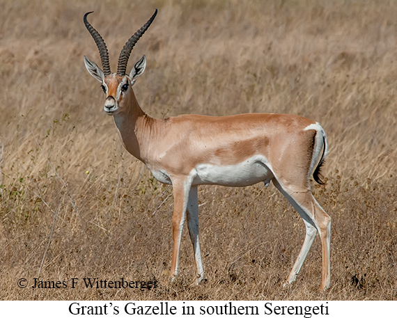 Grant's Gazelle - © James F Wittenberger and Exotic Birding LLC