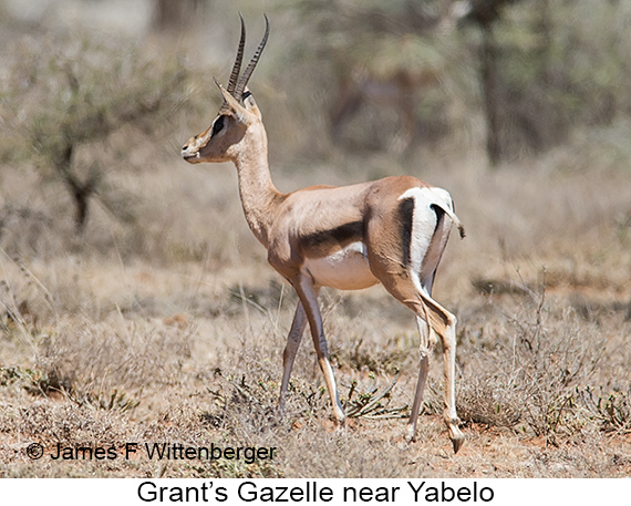 Grant's Gazelle - © The Photographer and Exotic Birding LLC