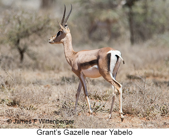 Grant's Gazelle - © James F Wittenberger and Exotic Birding LLC