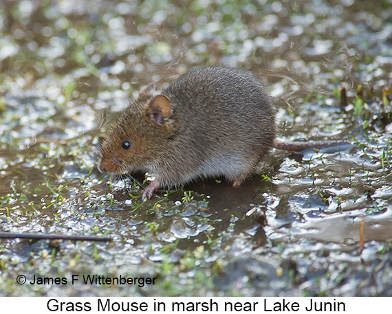 Grass Mouse - © James F Wittenberger and Exotic Birding LLC