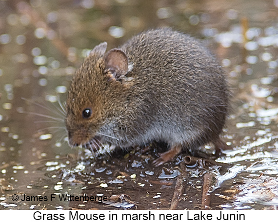 Grass Mouse - © James F Wittenberger and Exotic Birding LLC