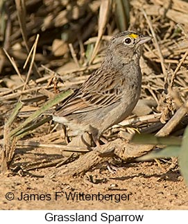Grassland Sparrow - © James F Wittenberger and Exotic Birding LLC